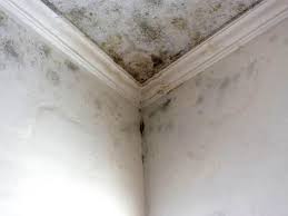 Reliable Mckee City, NJ Mold Removal & Remediation Solutions