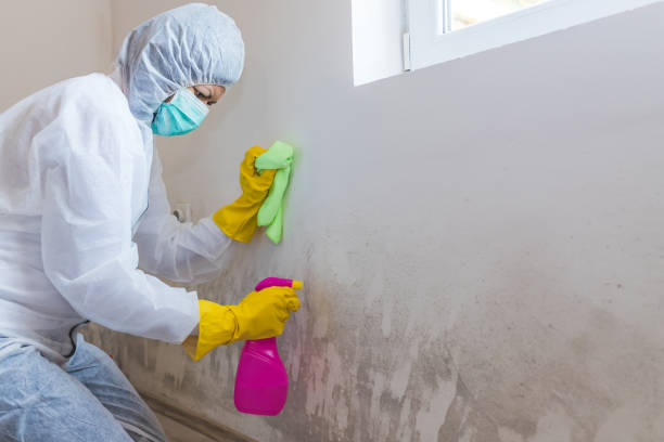 Best Black Mold Removal  in Mckee City, NJ