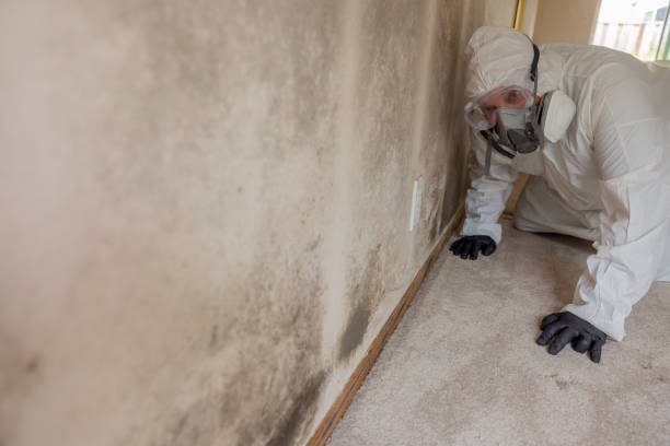  Mckee City, NJ Mold Removal & Remediation Pros